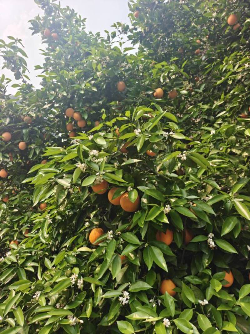 广西桂林阳朔兴坪镇山地夏橙三四万斤