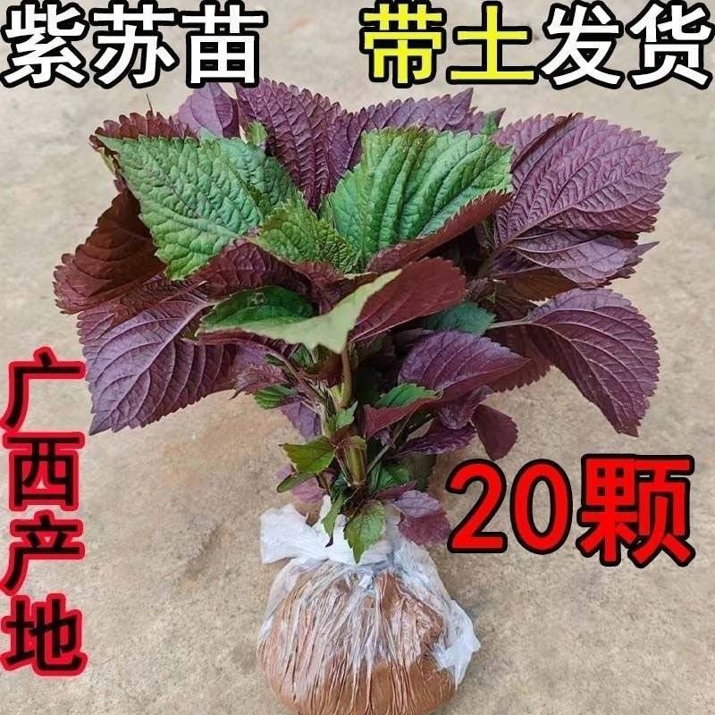 双色紫苏苗可食用一件代发供应链支持大量批发采购