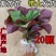 双色紫苏苗可食用一件代发供应链支持大量批发采购