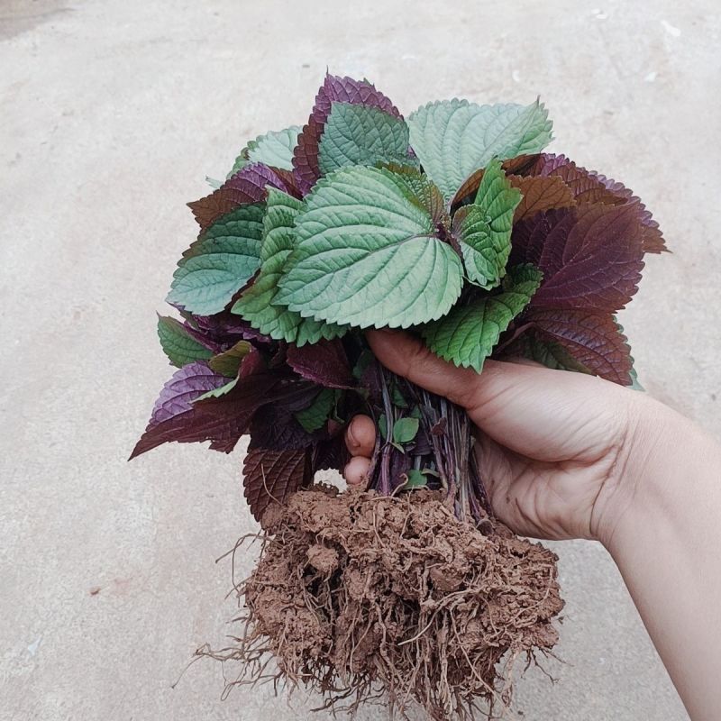 双色紫苏苗可食用一件代发供应链支持大量批发采购