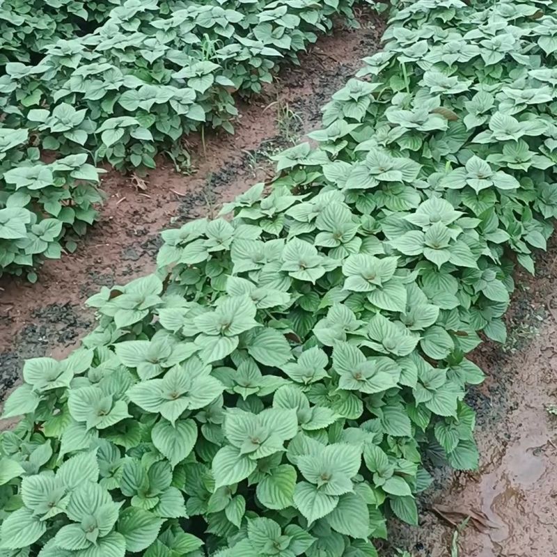 双色紫苏苗可食用一件代发供应链支持大量批发采购
