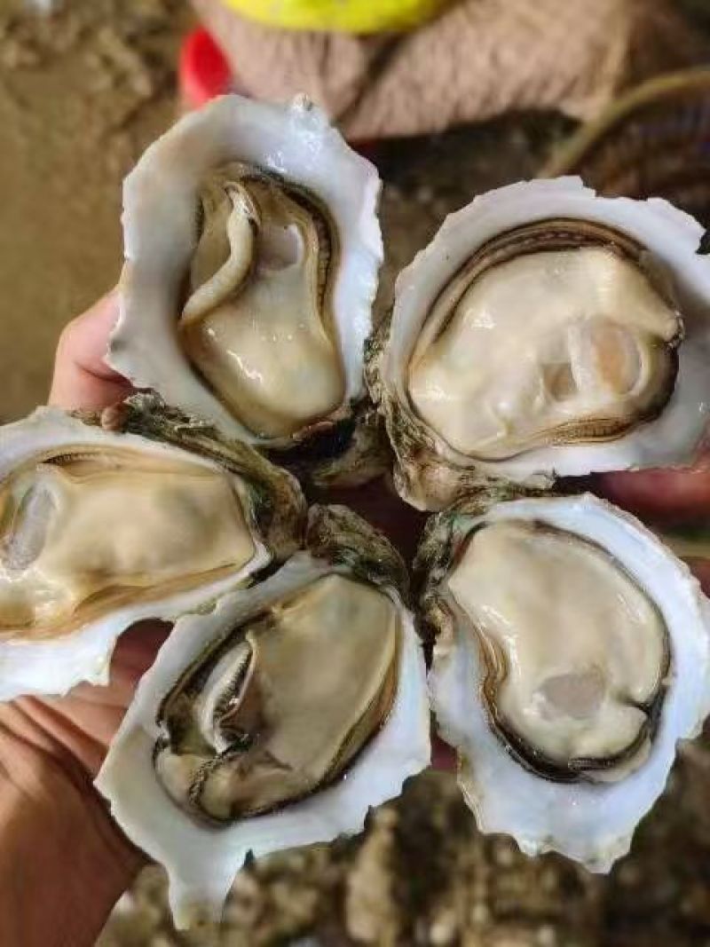 《热卖》广东台山生蚝基地直发对接全国一条龙服务