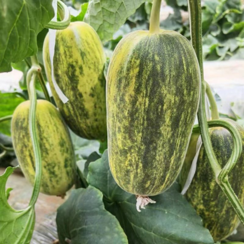 星甜金冠甜瓜产地直发对接各大巿场商超电商团购