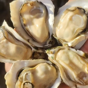 生蚝肉广东基地直发对接全国量大从优一条龙服务
