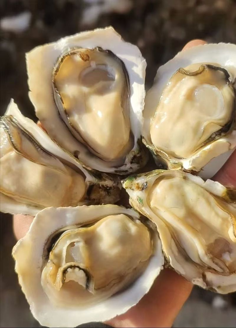 台山货生蚝肉广东基地直发对接全国量大从优欢迎来电