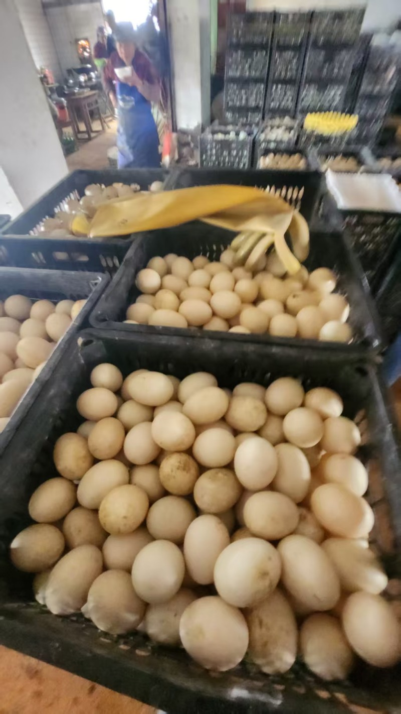 雁鹅蛋支持线上各种平台一件代发全程一条龙服务