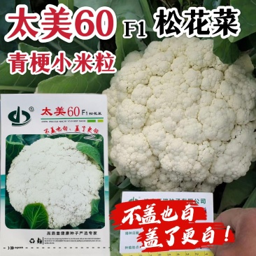 免盖球松花菜种子太美60青梗松花菜抗晒抗病花椰菜种子