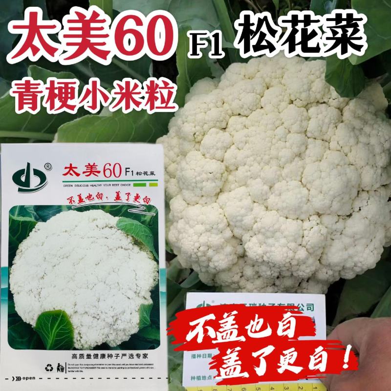 免盖球松花菜种子太美60青梗松花菜抗晒抗病花椰菜种子