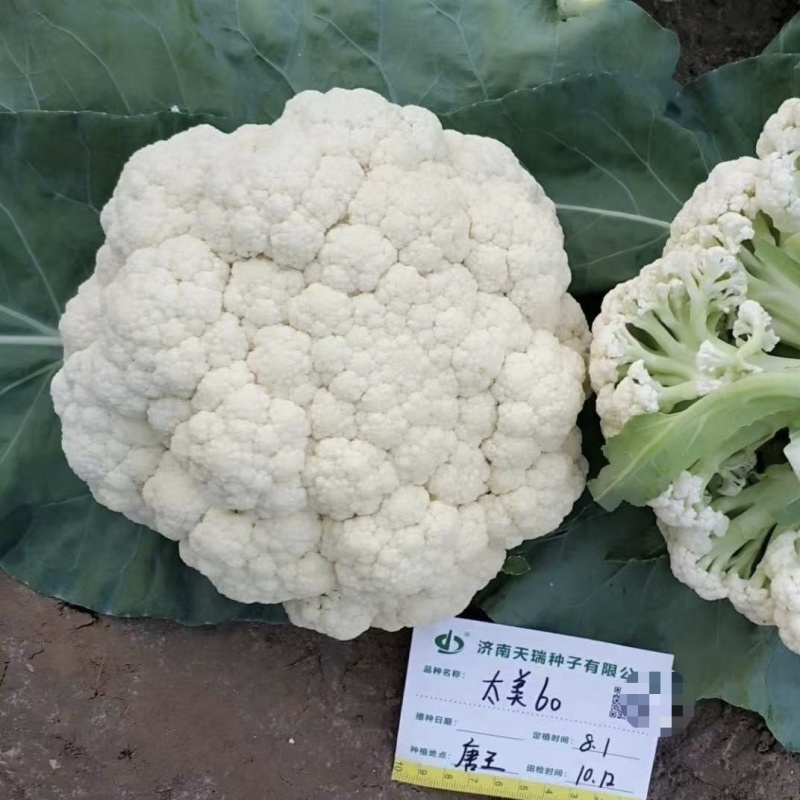 免盖球松花菜种子太美60青梗松花菜抗晒抗病花椰菜种子