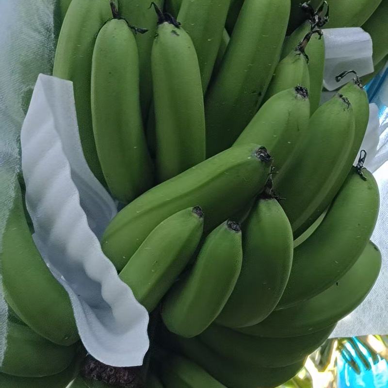 大量精品香蕉，继续赶货市场！精品靓香蕉，一件代发
