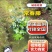 基地直销—常春藤20-30-40-50-80-100出售
