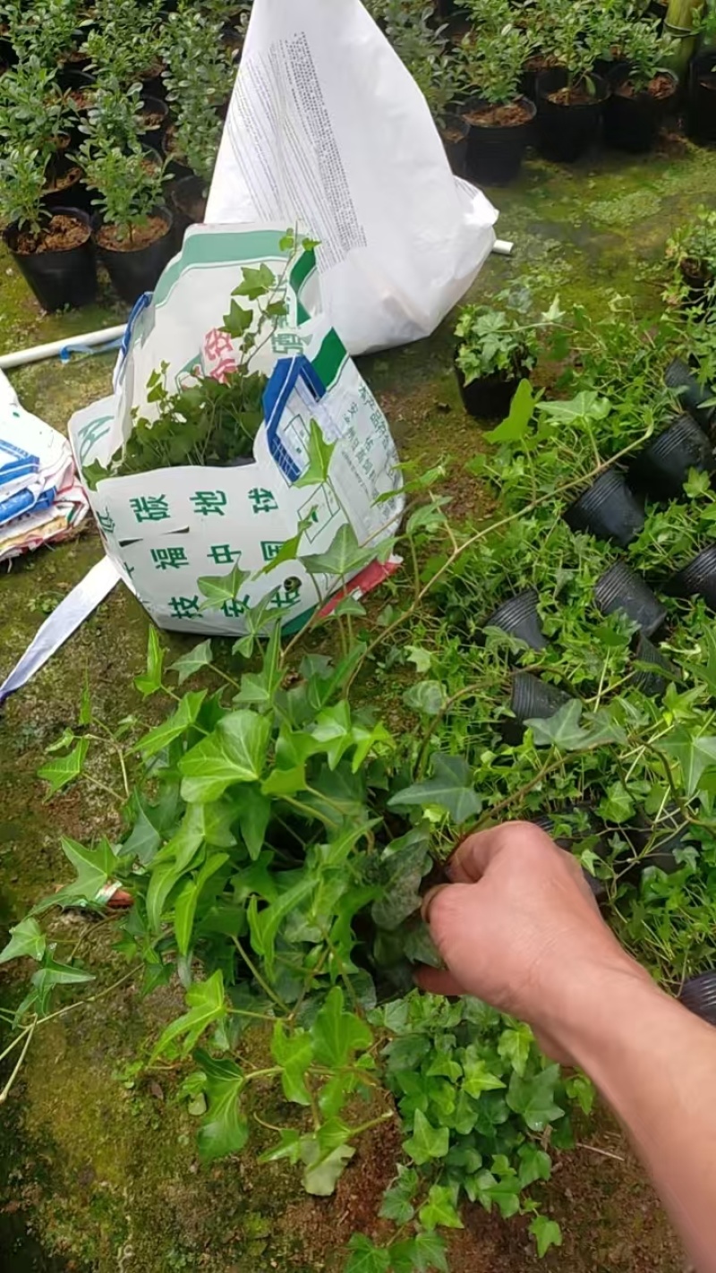 基地直销—常春藤20-30-40-50-80-100出售
