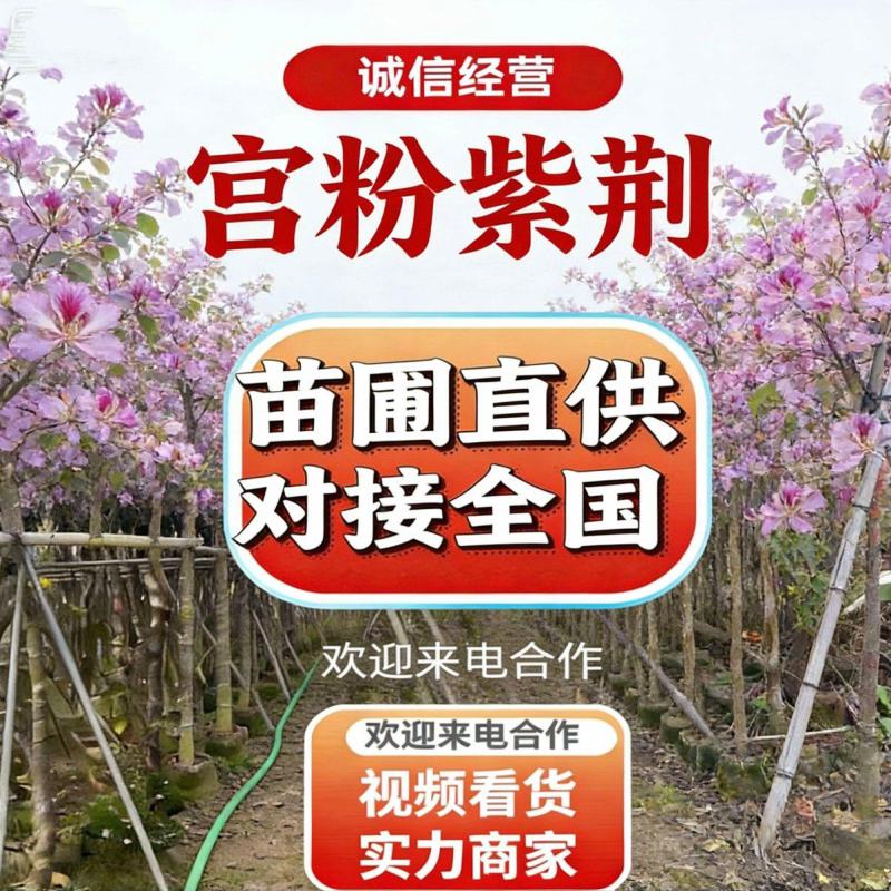 基地直销—宫粉紫荆3-4-5-8-10-12-15分出售