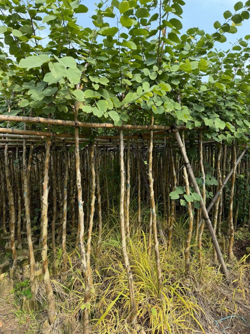 基地直销—宫粉紫荆3-4-5-8-10-12-15分出售