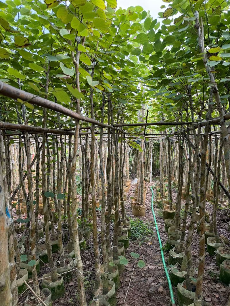 基地直销—宫粉紫荆3-4-5-8-10-12-15分出售