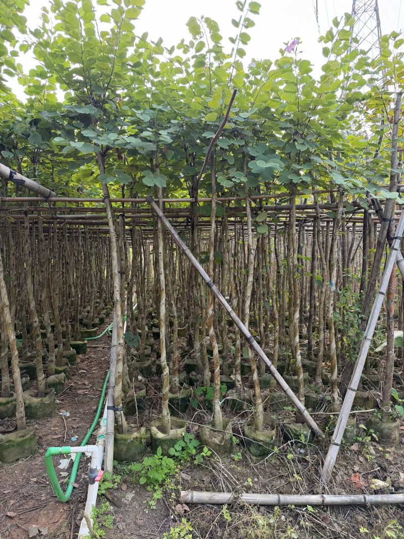 基地直销—宫粉紫荆3-4-5-8-10-12-15分出售