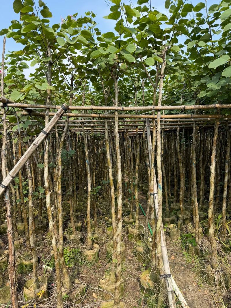 基地直销—宫粉紫荆3-4-5-8-10-12-15分出售