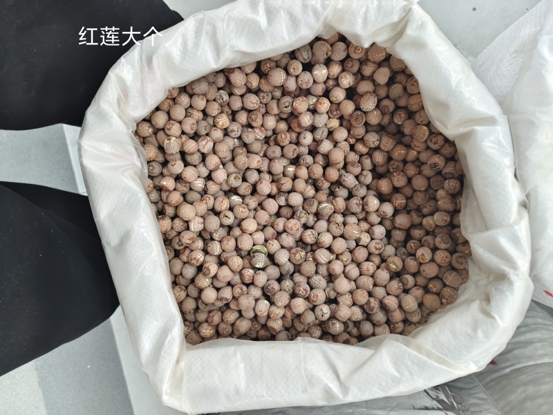 精品带心去心湘潭红莲子量大从优
