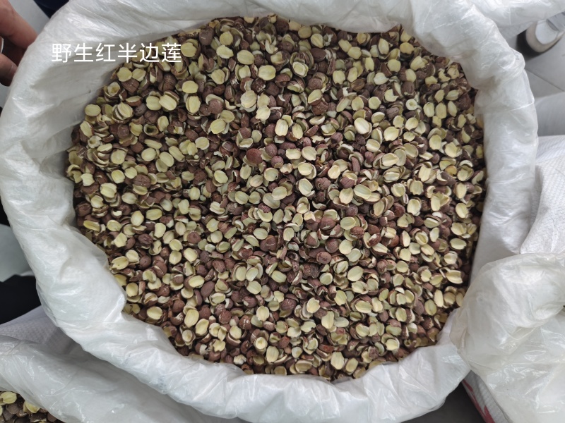 精品带心去心湘潭红莲子量大从优