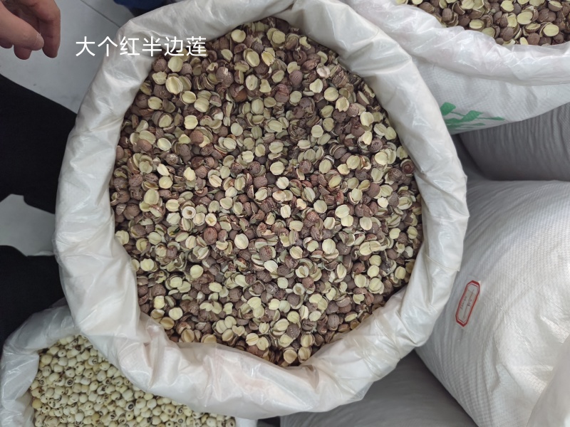 精品带心去心湘潭红莲子量大从优
