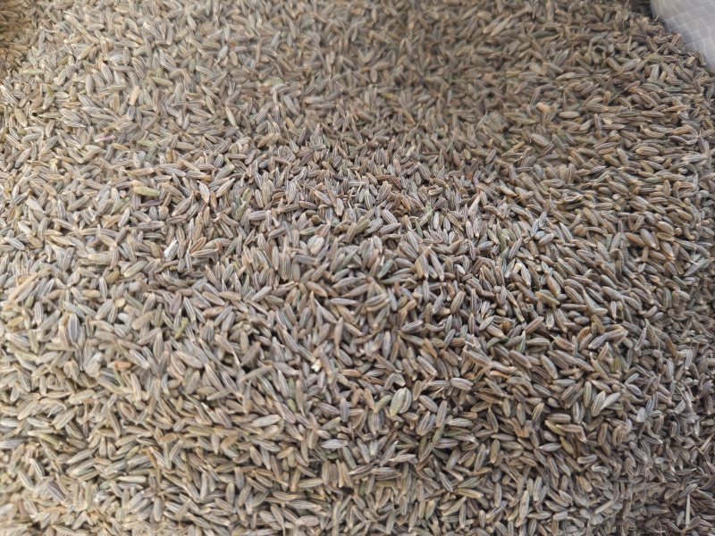 孜然粒印度进口孜然新疆孜然孜然粉量大价格优势