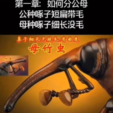 竹笋虫种苗