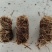 竹笋虫虫茧竹虫茧笋虫茧品质保证价格实惠欢迎联系