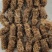 竹笋虫虫茧竹虫茧笋虫茧品质保证价格实惠欢迎联系