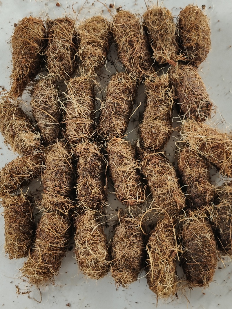 竹笋虫虫茧竹虫茧笋虫茧品质保证价格实惠欢迎联系