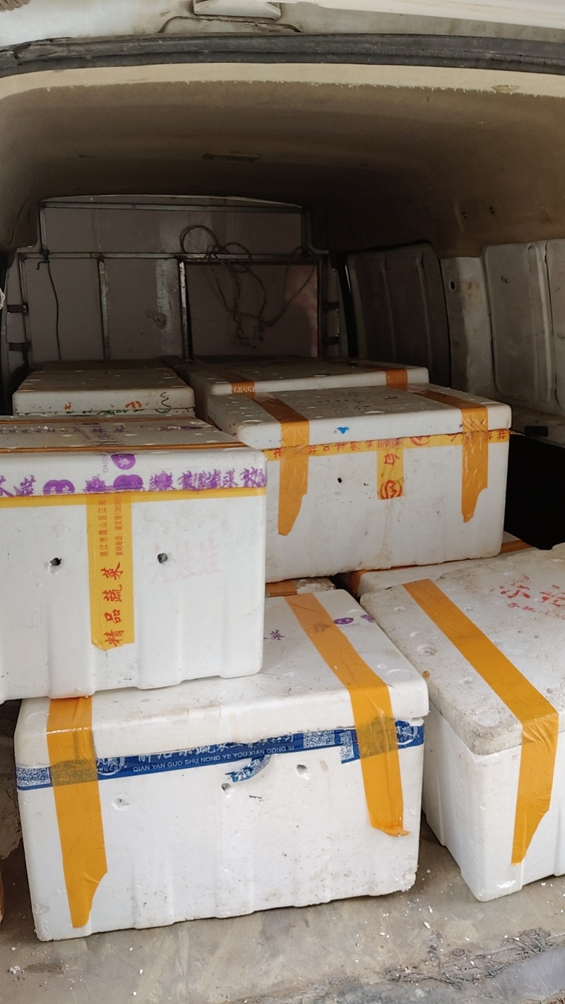 竹笋虫虫茧竹虫茧笋虫茧品质保证价格实惠欢迎联系