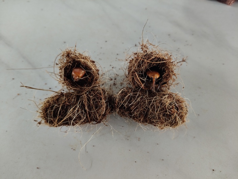 竹笋虫虫茧竹虫茧笋虫茧品质保证价格实惠欢迎联系