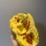 金枕榴莲一手批发价格，A果保5房，坏果包赔，货到付款