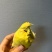 金枕榴莲一手批发价格，A果保5房，坏果包赔，货到付款