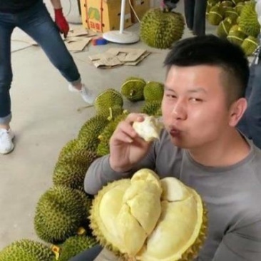 金枕榴莲一手批发价格，A果保5房，坏果包赔，货到付款