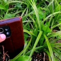 兰花包邮蕙兰矮草下坡地栽熟草随州蕙兰多购优惠兰花苗绿植