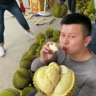 金枕榴莲一手批发价格，A果保5房，坏果包赔，货到付款