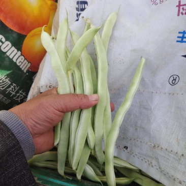 白豆刚上市，白嫩长直，冷棚种植，需要的老板联系