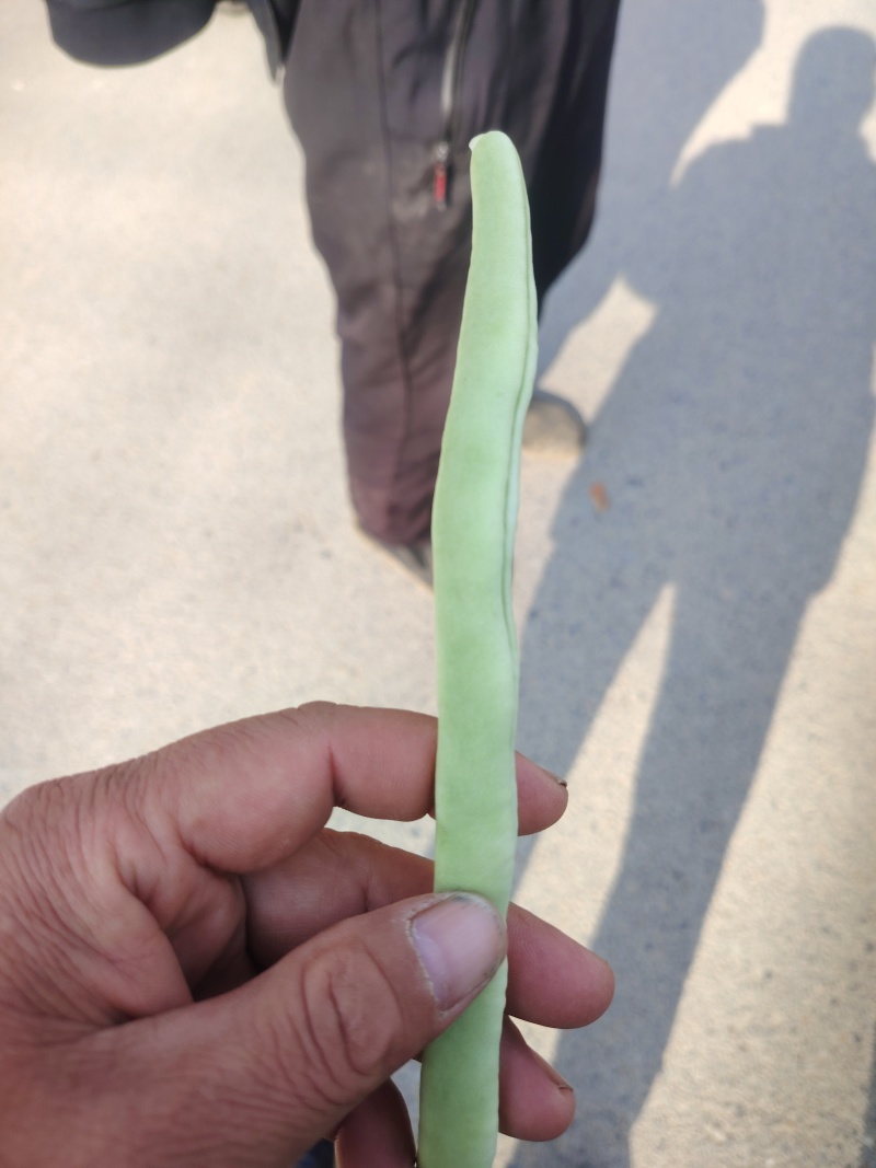 白豆刚上市，白嫩长直，冷棚种植，需要的老板联系