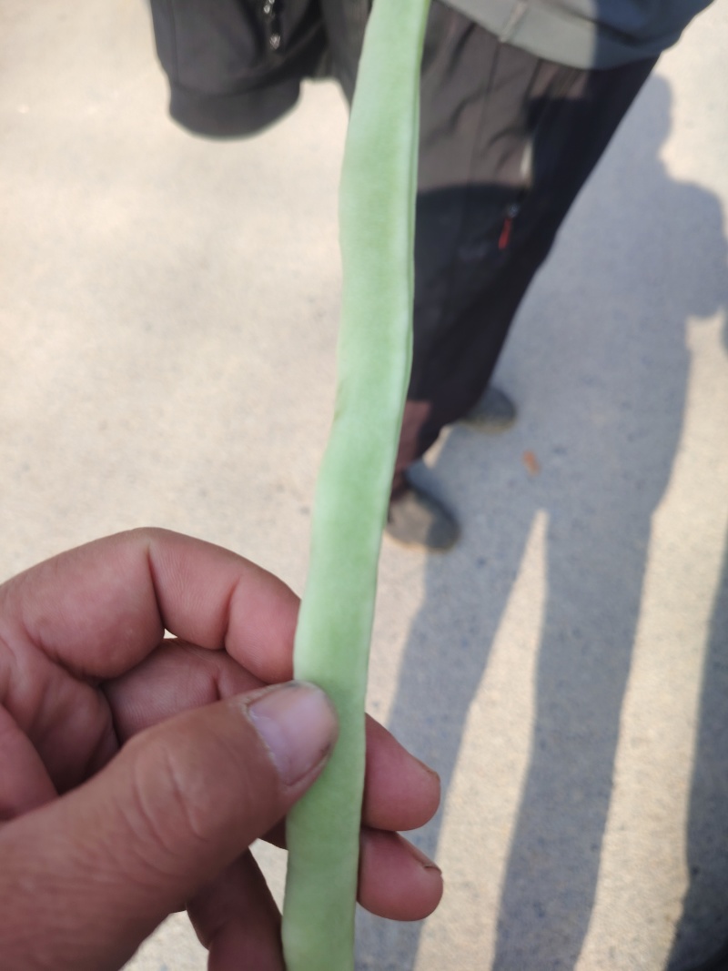白豆刚上市，白嫩长直，冷棚种植，需要的老板联系