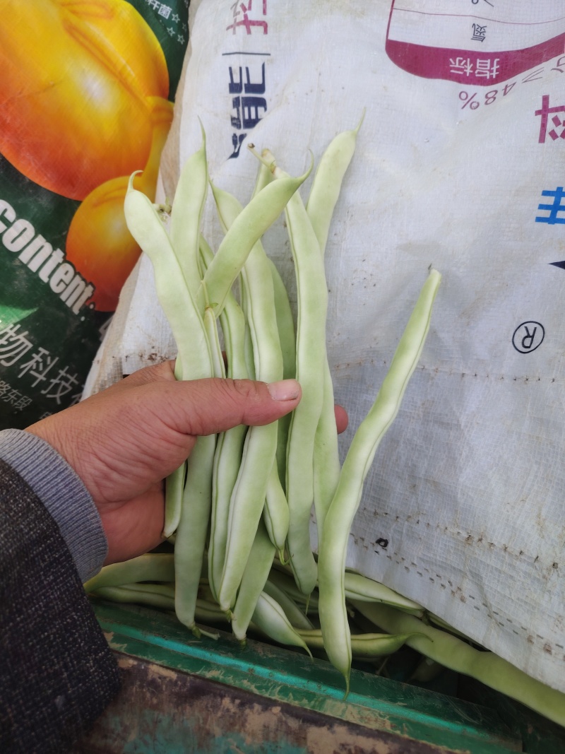 白豆刚上市，白嫩长直，冷棚种植，需要的老板联系
