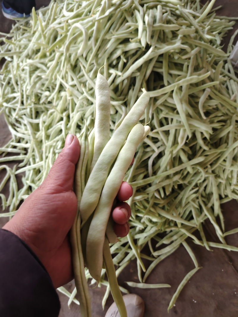 白豆刚上市，白嫩长直，冷棚种植，需要的老板联系