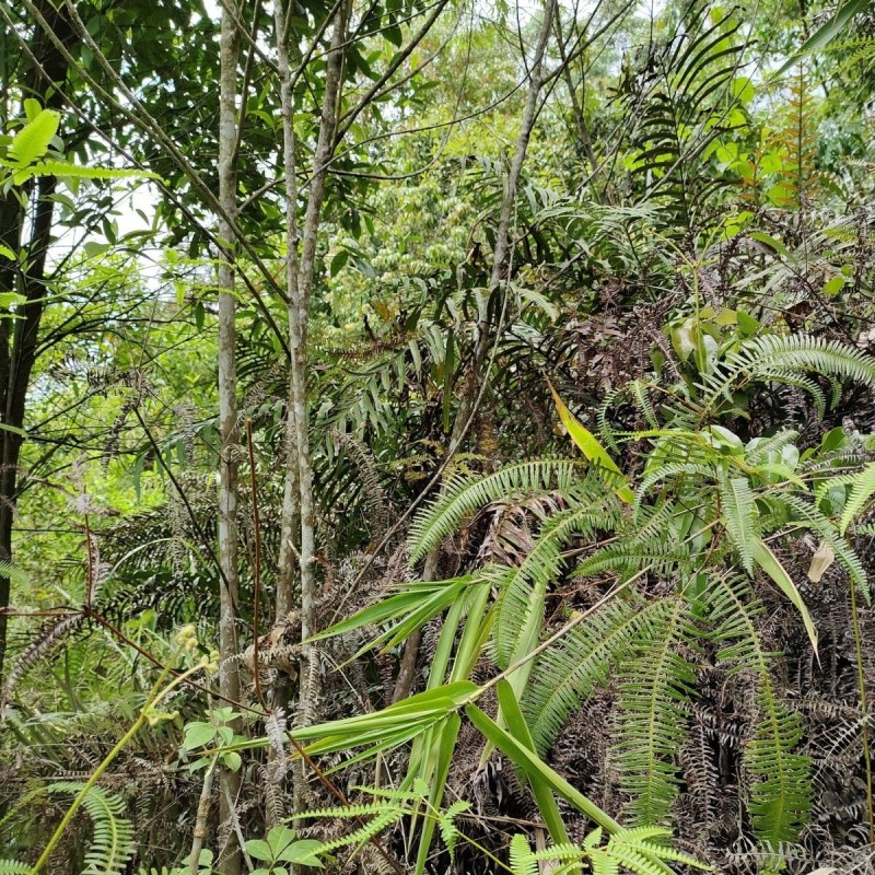 正品野生三叉苦三丫苦三桠苦三叉虎三叉叶铁大王新鲜现砍