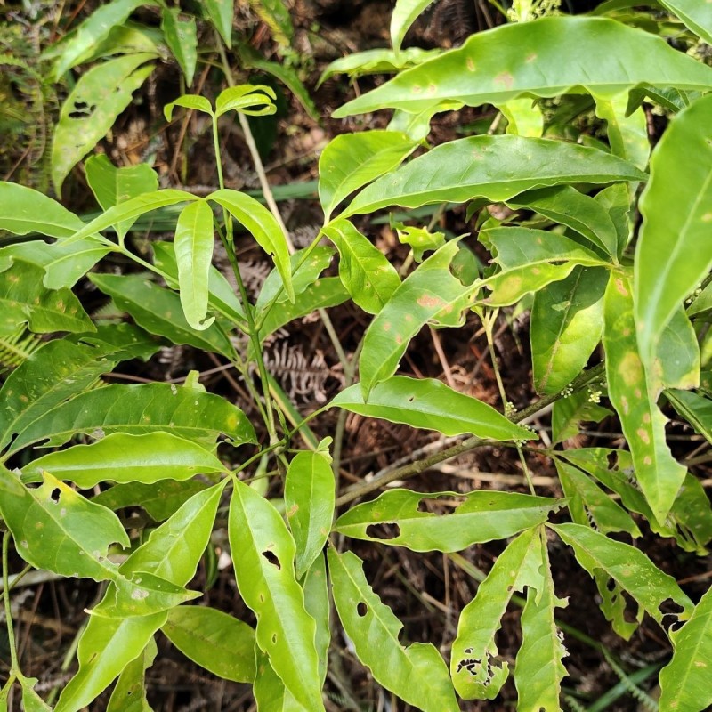 正品野生三叉苦三丫苦三桠苦三叉虎三叉叶铁大王新鲜现砍