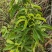 正品野生三叉苦三丫苦三桠苦三叉虎三叉叶铁大王新鲜现砍