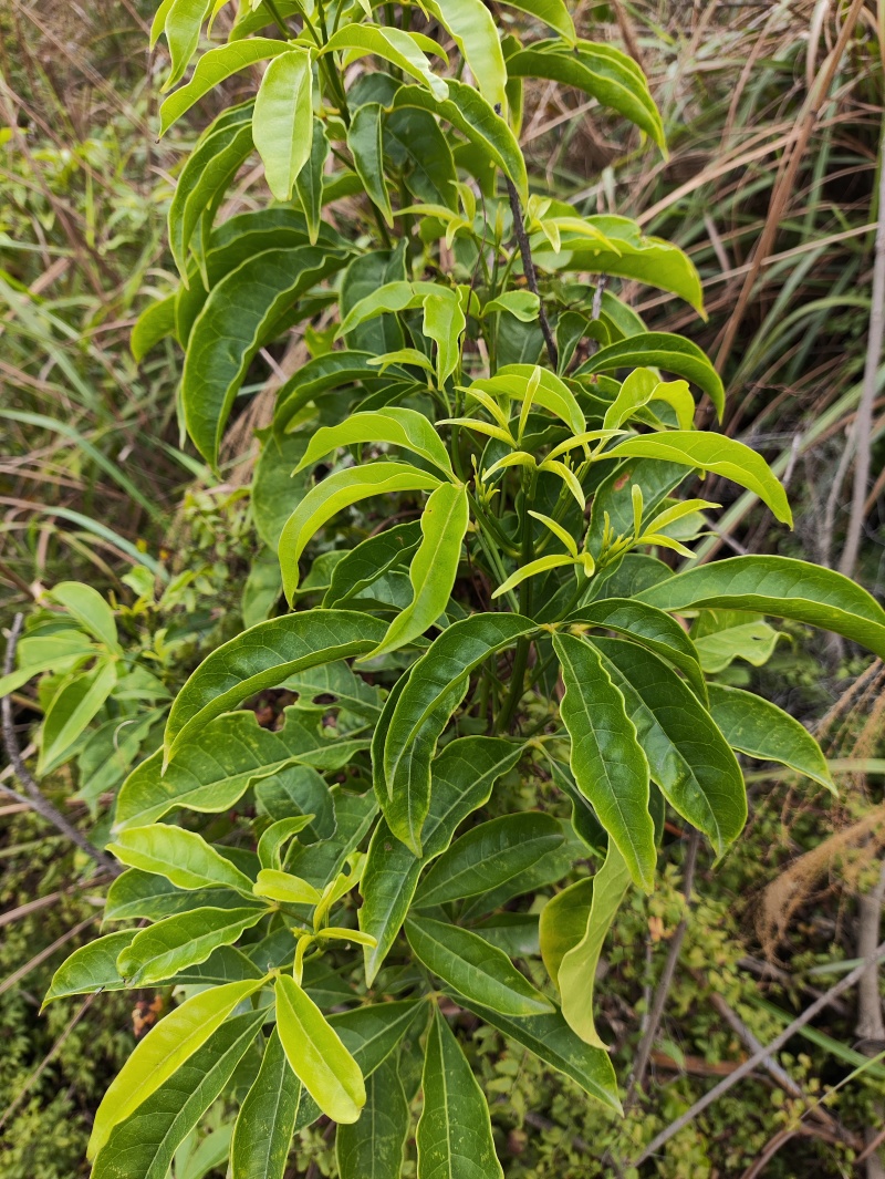 正品野生三叉苦三丫苦三桠苦三叉虎三叉叶铁大王新鲜现砍