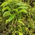 正品野生三叉苦三丫苦三桠苦三叉虎三叉叶铁大王新鲜现砍