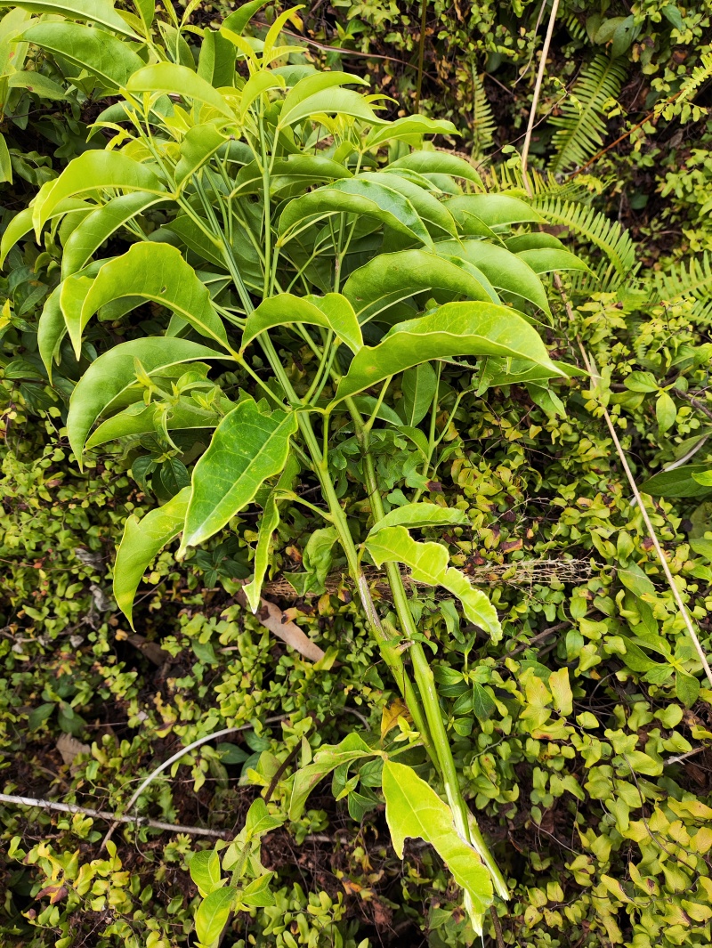 正品野生三叉苦三丫苦三桠苦三叉虎三叉叶铁大王新鲜现砍