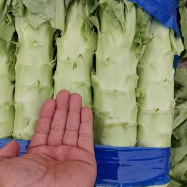 精品莴苣里外绿产地大量发货，专业诚信经营