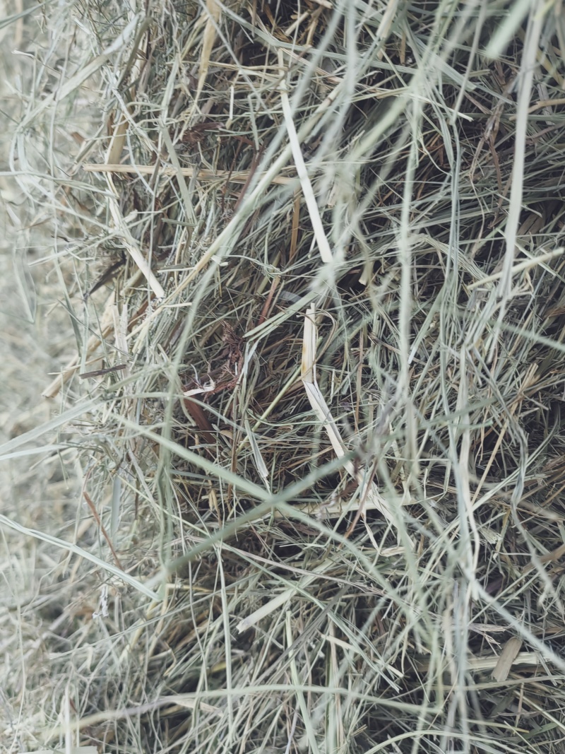 揉丝羊草大方包