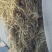 揉丝羊草大方包